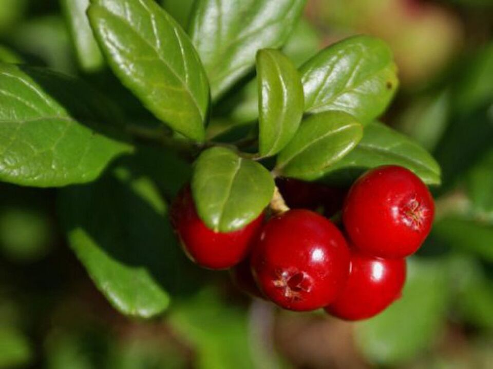 Cranberry gegen Blasenentzündung bei Frauen.